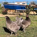 Apartman Fattoria Coppetella Moroseta *
