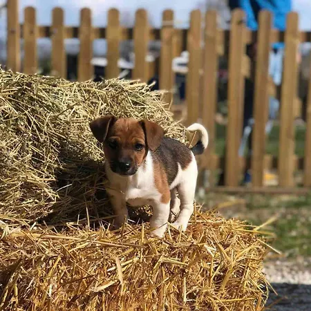 Fattoria Coppetella Moroseta Appartement Molino di Ancona
