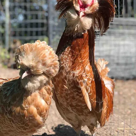 Fattoria Coppetella Moroseta Molino di Ancona