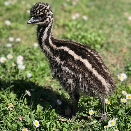 Fattoria Coppetella Moroseta
